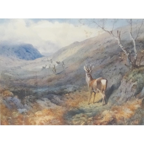 475 - ARCHIBALD THORBURN
Overlooked Roe deer, limited edition print 424/500, label to verso, 38.5cm x 50.5... 