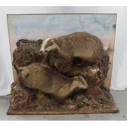 449 - EARLY 20TH CENTURY TAXIDERMY BADGERS
mounted in a naturalistic setting, one with a snarling open mou... 