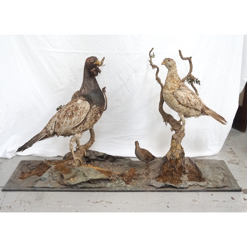 451 - EARLY 20TH CENTURY TAXIDERMY COCK AND HEN CAPERCAILLIE
mounted in a naturalistic setting on branches... 