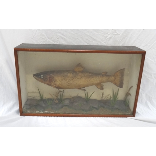 452 - EDWARDIAN TAXIDERMY BROWN TROUT
in a glass display case with the legend 'Caught by Macpherson in riv... 