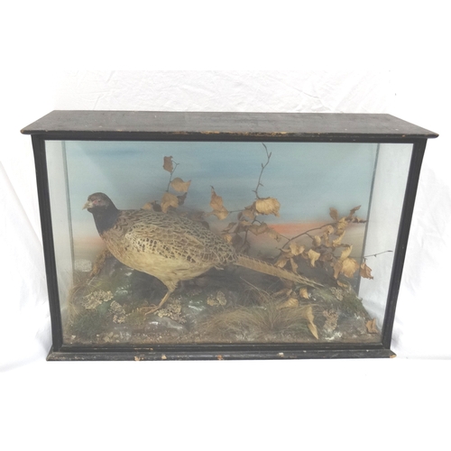 453 - EARLY 20TH CENTURY TAXIDERMY COCK PHEASANT
in a naturalistic setting glass case, with a label 'Prese... 