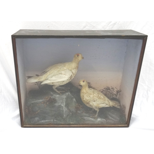 454 - TAXIDERMY COCK AND HEN WINTER GROUSE
in a naturalistic setting in a glass case, 48cm x 58.5cm