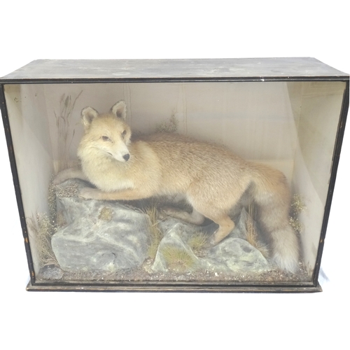 455 - TAXIDERMY STUDY OF A FOX
in a naturalistic setting glass case with a trade label 'Preserved by W.A. ... 