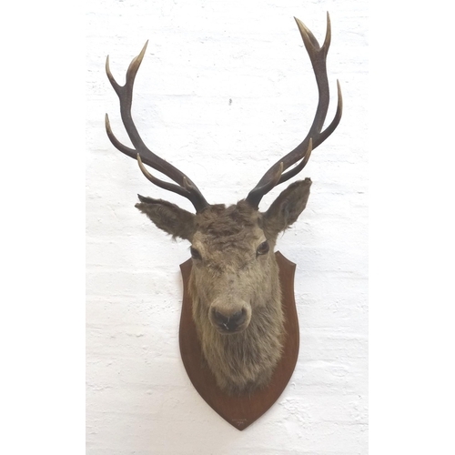 460 - TAXIDERMY MOUNTED RED STAG
head and neck with twelve points, mounted on a shaped oak shield, marked ... 