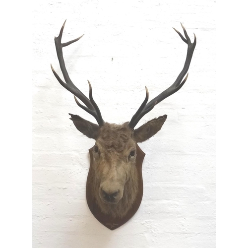 463 - TAXIDERMY MOUNTED RED STAG 
head and neck with twelve points, mounted on a shaped oak shield marked ... 