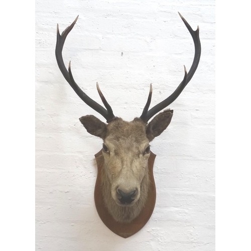 464 - TAXIDERMY MOUNTED RED STAG 
head and neck with nine points, mounted on a shaped oak shield marked '-... 