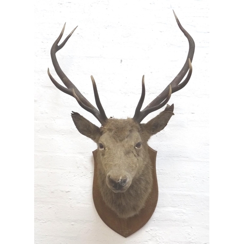 466 - TAXIDERMY MOUNTED RED STAG 
head and neck with ten points, mounted on a shaped oak shield marked '- ... 