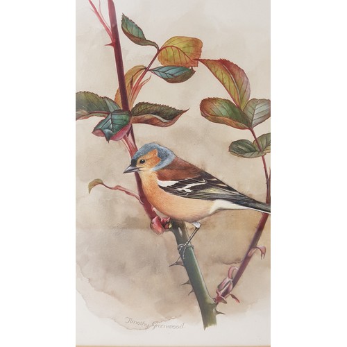 453 - TIMOTHY GREENWOOD
Chaffinch on a rose, watercolour, signed, 26.2cm x 23cm