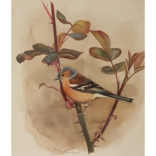 453 - TIMOTHY GREENWOOD
Chaffinch on a rose, watercolour, signed, 26.2cm x 23cm