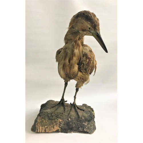 342 - TAXIDERMY STONE CURLEW
set on a naturalistic base, 45cm high