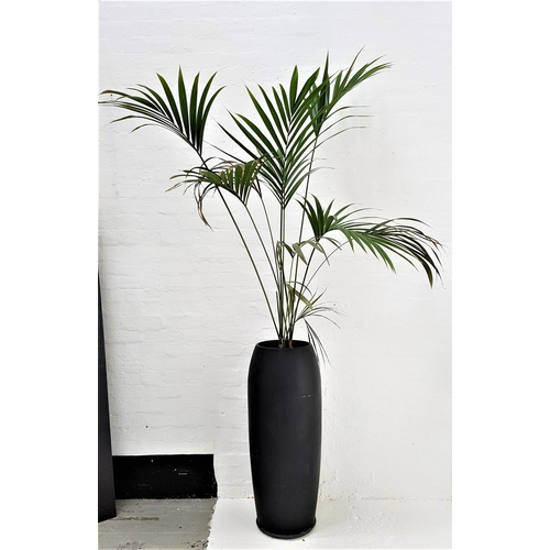 536 - INDOOR PALM
in large black shaped pot, pot height 104cm, with watering pipe