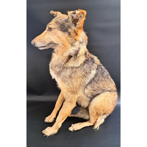 296 - TAXIDERMY SPECIMEN OF A DOMESTIC DOG
seated on its haunches, 51cm high