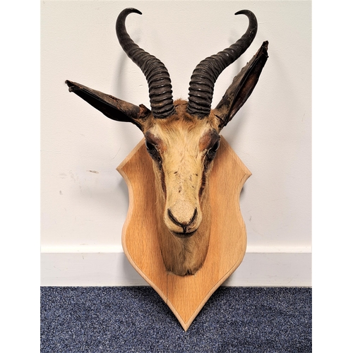 207 - TAXIDERMY GAZELLE HEAD
mounted on a light oak shield