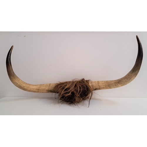 187 - TAXIDERMY
a pair of Highland cow horns mounted on a wood block, 94.5cm wide