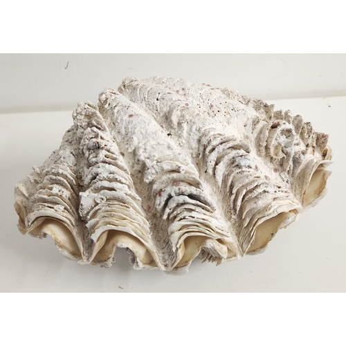 313 - LARGE CLAM SHELL
in two sections, 24cm long