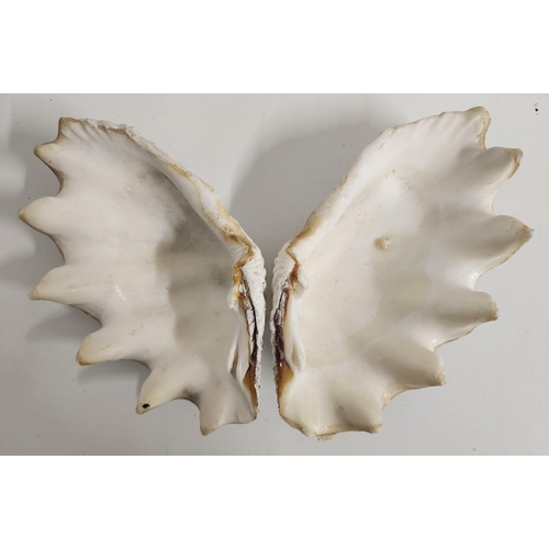 313 - LARGE CLAM SHELL
in two sections, 24cm long