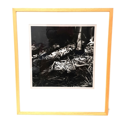 413 - CLIVE VINCENT JACHNIK
Bamboo grove, Dandong, China 1988, photographic print, signed label to verso, ... 