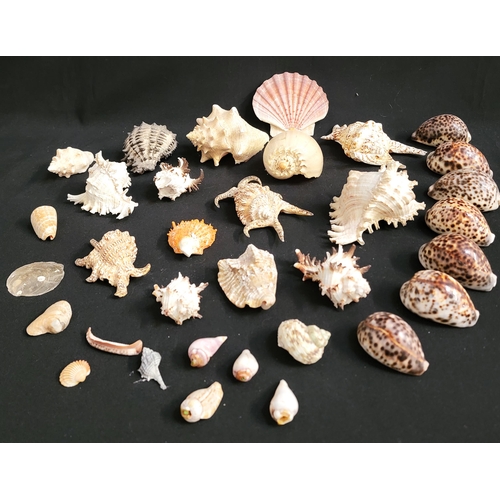 406 - COLLECTION OF SEASHELLS
including Cowrie, Melo Melo, Chiragra Spider Conch, Murex Ramosus, Sponylus,... 