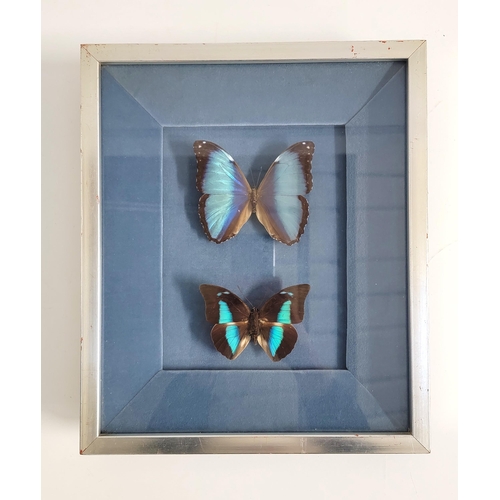 311 - TWO TAXIDERMY SOUTH AMERICAN BUTTERFLIES
on blue fabric ground, framed and glazed, with species name... 