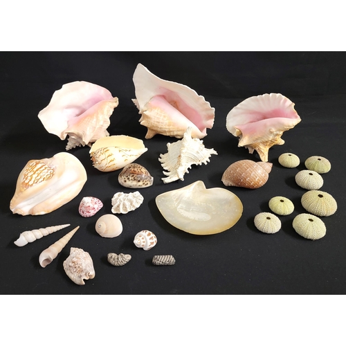 339 - COLLECTION OF SEASHELLS
including Conch, Murex Ramosus, Turritella, Sea Urchin, Tiger Cowrie, Melon ... 