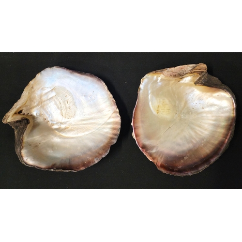 363 - TWO LARGE UNWORKED MOTHER OF PEARL OYSTER SHELL HALVES
probably Pictada, approximately 24.5 x 21.5 a... 