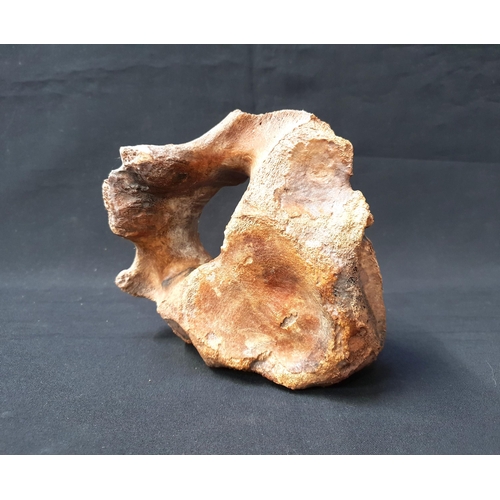Lot 501       