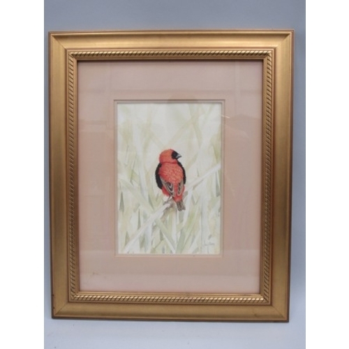 177 - Framed Jill Adams watercolour