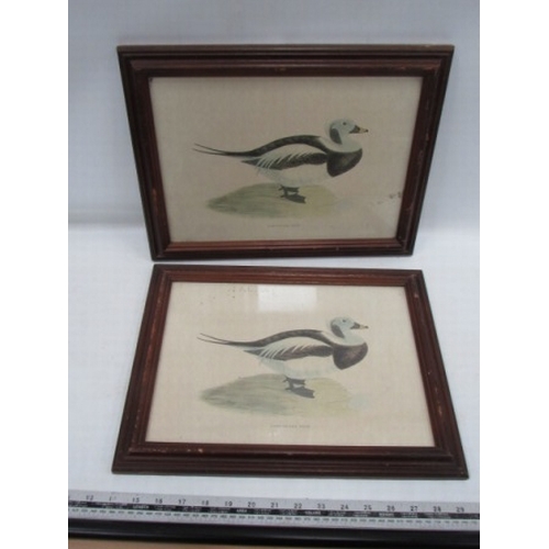 143 - 2 Framed Long Tailed Duck Prints