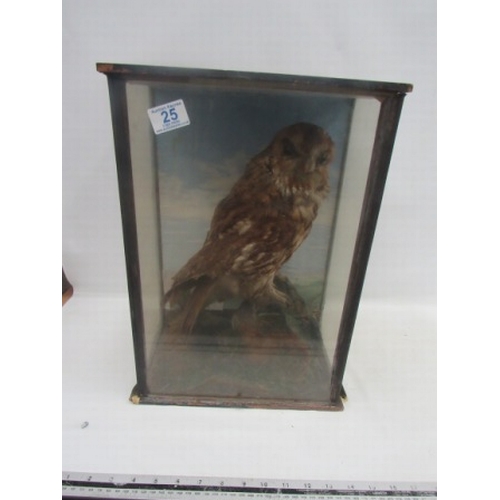 25 - Taxidermy Owl Cased