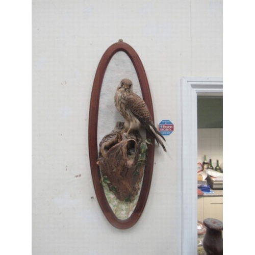 26 - taxidermy Kestrel