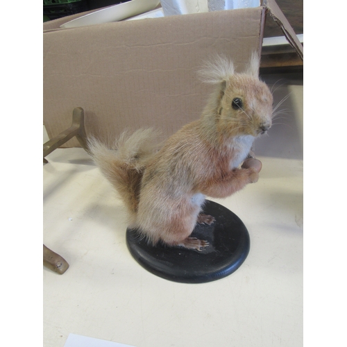 489 - Taxidermy squirrel