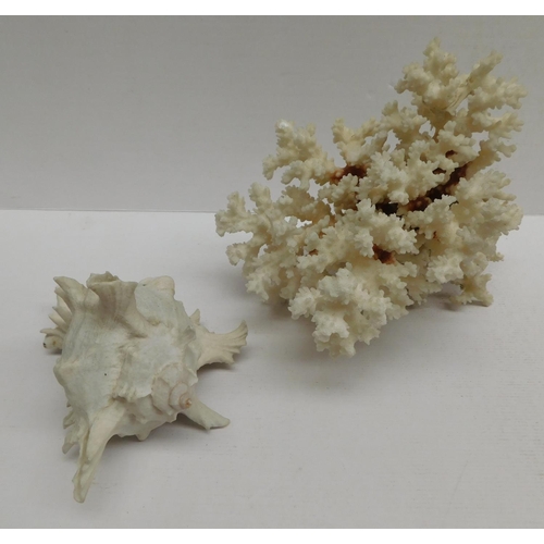 227 - Large piece of coral & shell