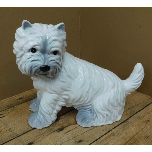 54 - Leonardo - West Highland terrier - approx. 10