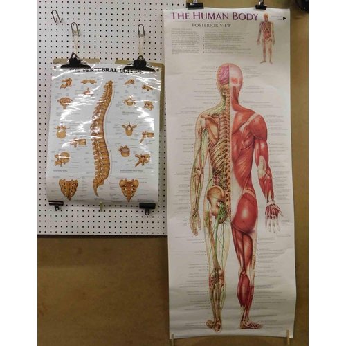 159 - Two - Anatomical posters of the human body & vertebrae