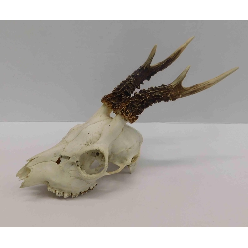 213 - Deer skull