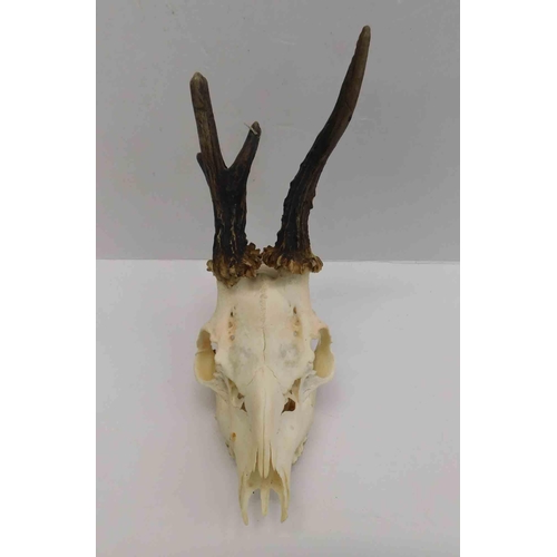 239 - Deer skull