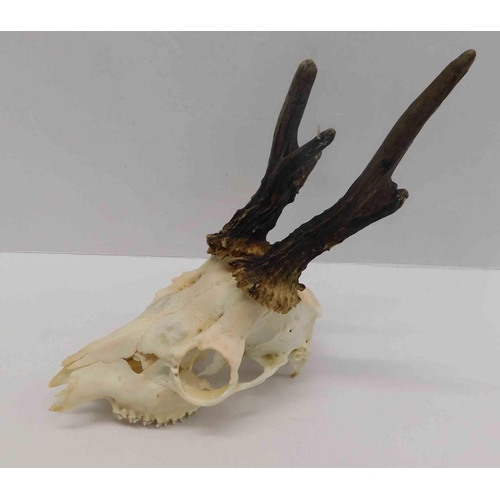 239 - Deer skull