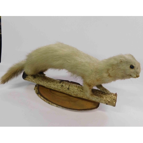 43 - Antique - taxidermy stoat