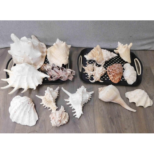 653 - Selection of seashells etc