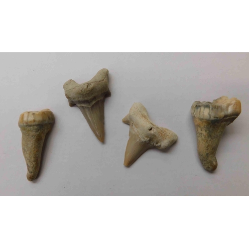 210 - Fossilised - animal teeth