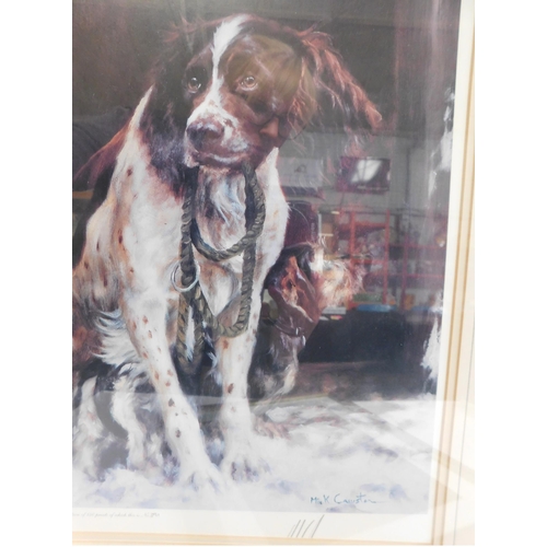 12 - Two -  Limited Edition/signed prints - Springer Spaniel by John Tricket & Mich Causten