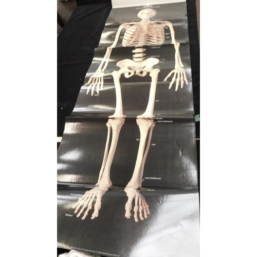 28 - The Human skeleton - A Photographic Manual in colour