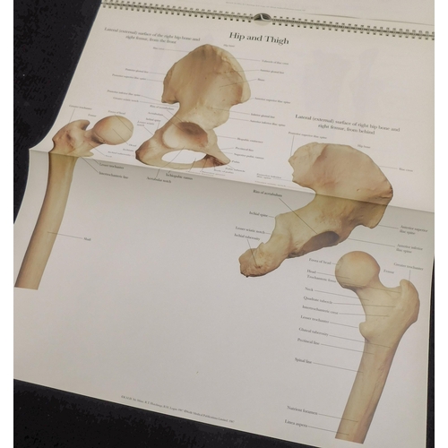 28 - The Human skeleton - A Photographic Manual in colour