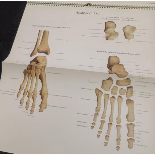 28 - The Human skeleton - A Photographic Manual in colour