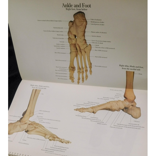 28 - The Human skeleton - A Photographic Manual in colour