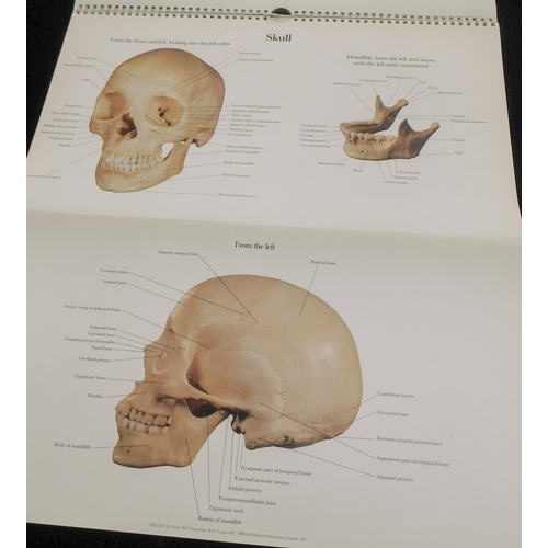 28 - The Human skeleton - A Photographic Manual in colour