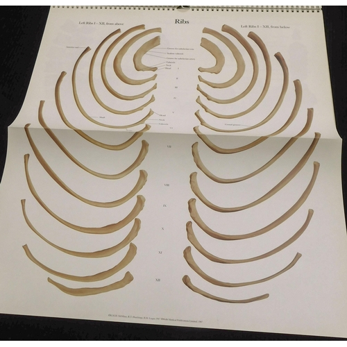 28 - The Human skeleton - A Photographic Manual in colour