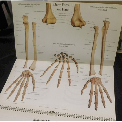 28 - The Human skeleton - A Photographic Manual in colour