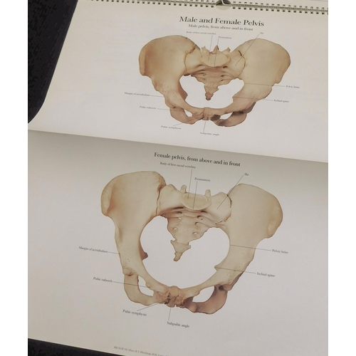 28 - The Human skeleton - A Photographic Manual in colour