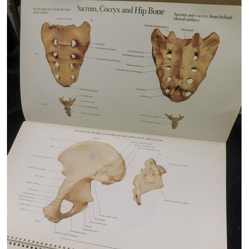 28 - The Human skeleton - A Photographic Manual in colour